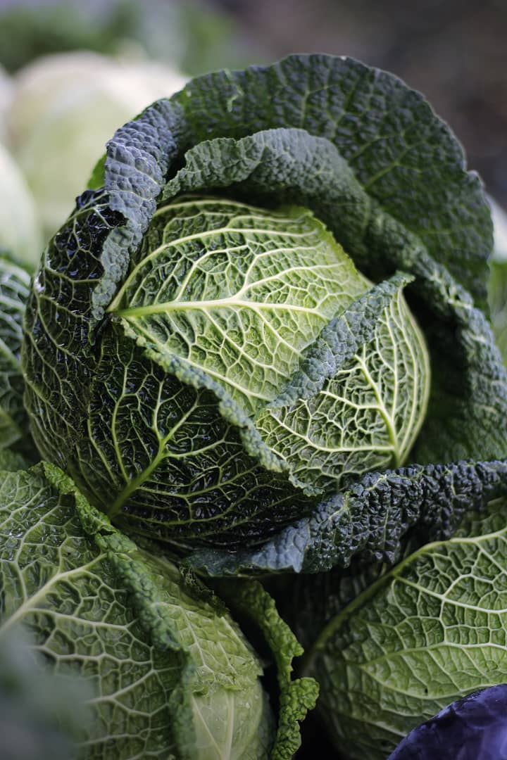 Cabbage Head