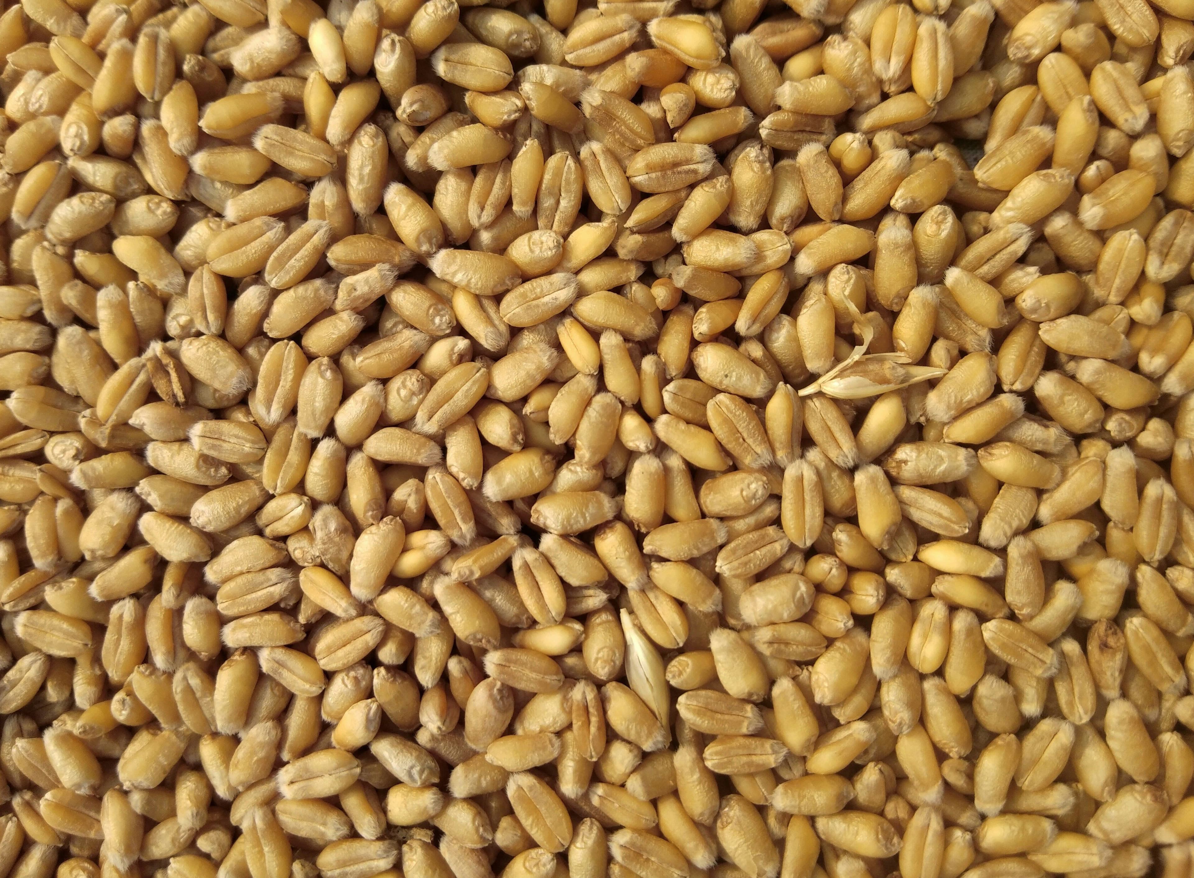 Maize Flour 1kg
